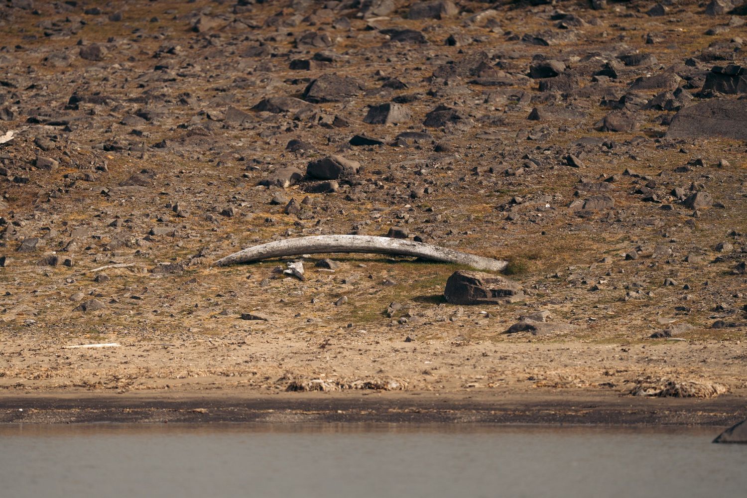 Long os de baleine incurvé échoué sur une plage de galets du Svalbard