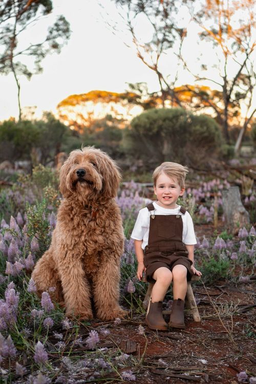 A young boy in brown overalls sits beside a fluffy golden Labradoodle among purple wildflowers at sunset.