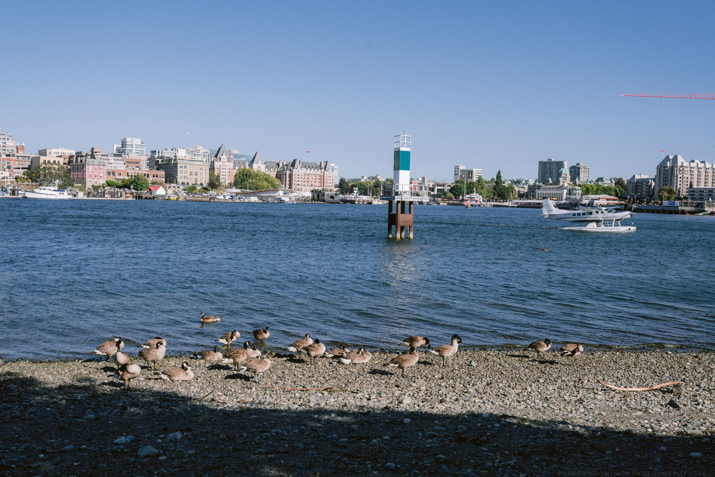 Canada geese rest on a rocky shoreline with a scenic harbor cityscape and blue sky in the background.