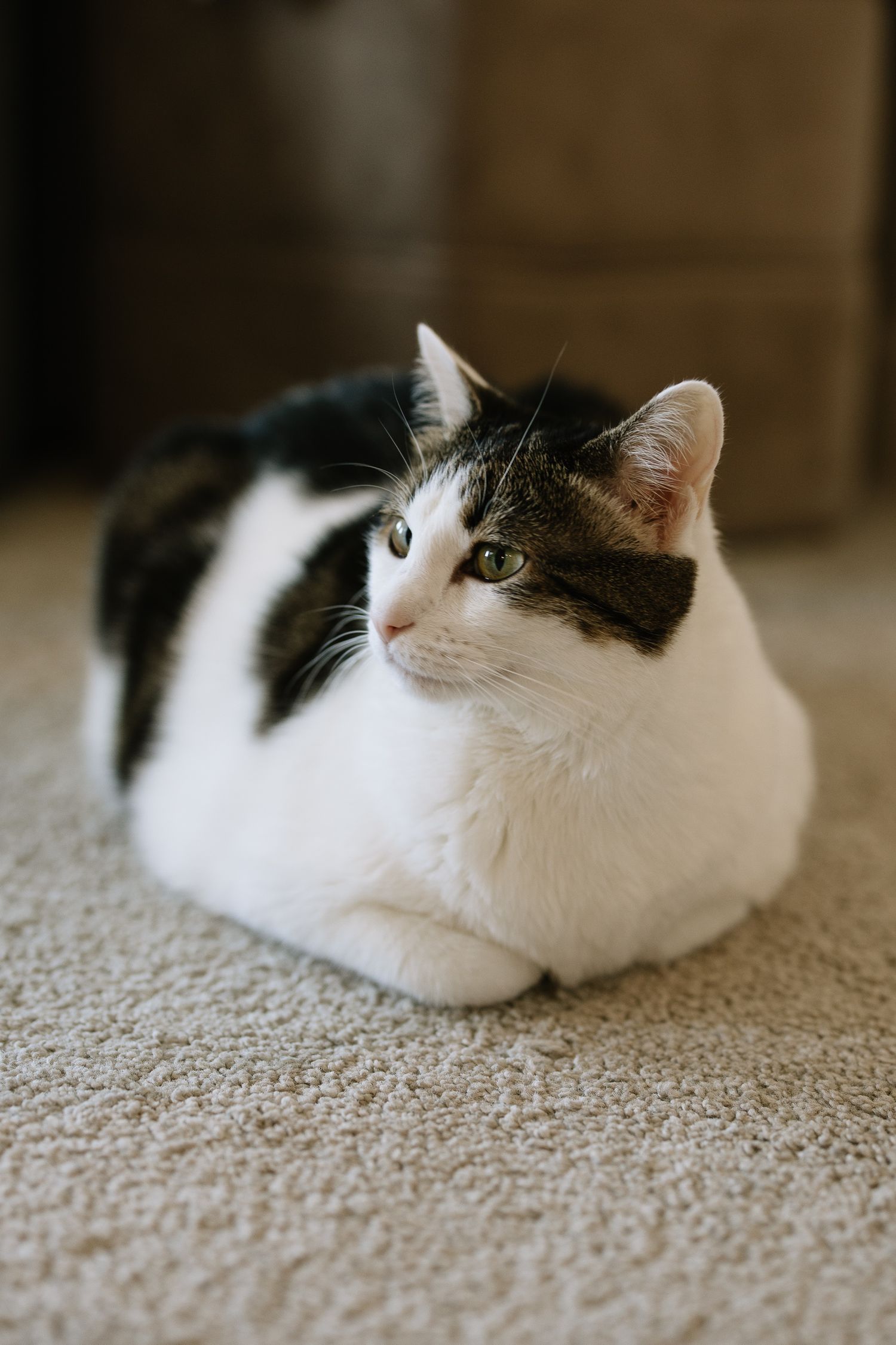 White and tabby cat with green eyes lounging on a beige textured bedspread, looking up curiously.