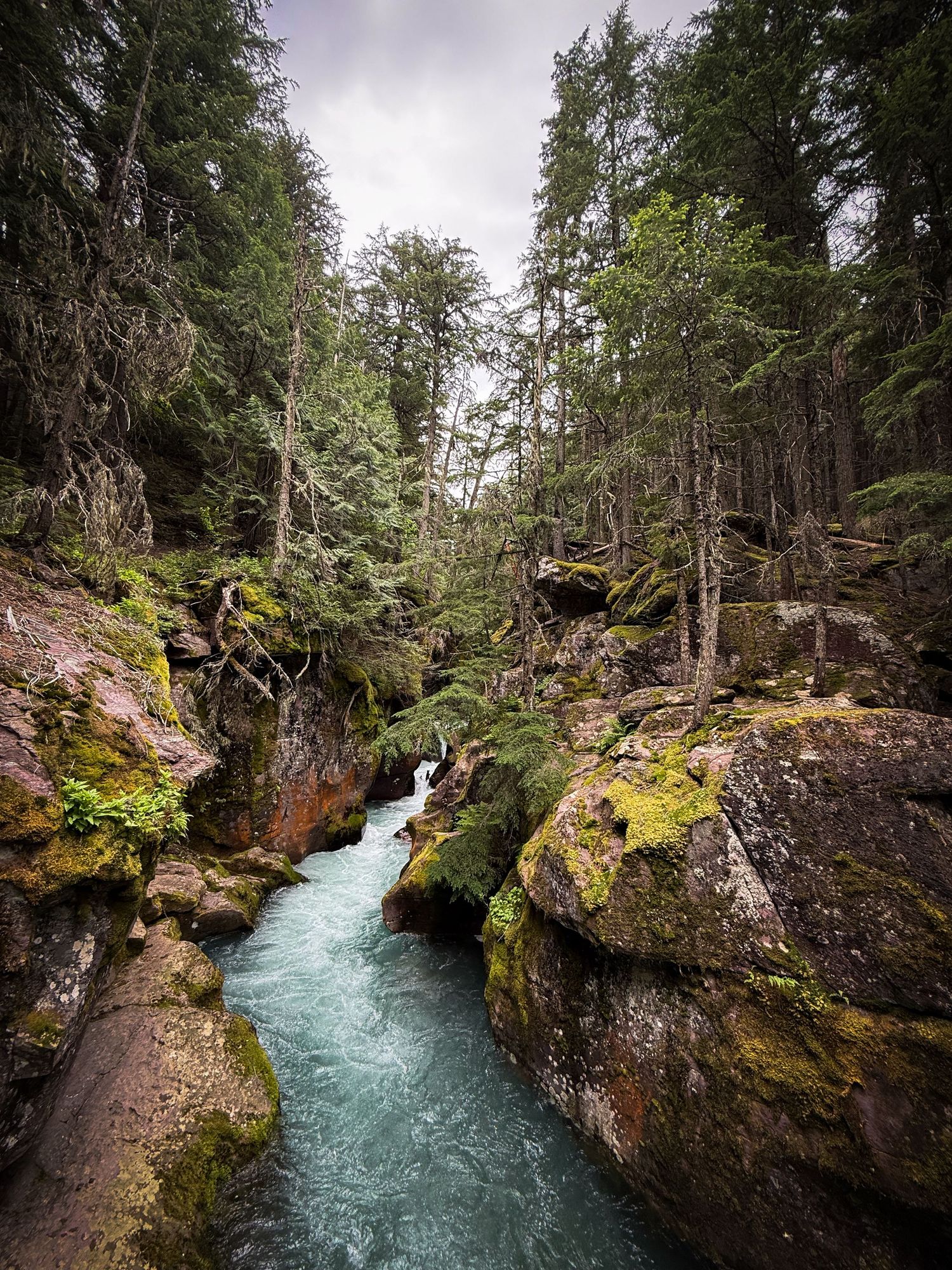 Turquoise river flowing through a mossy rocky canyon surrounded by tall evergreen trees in a lush forest.