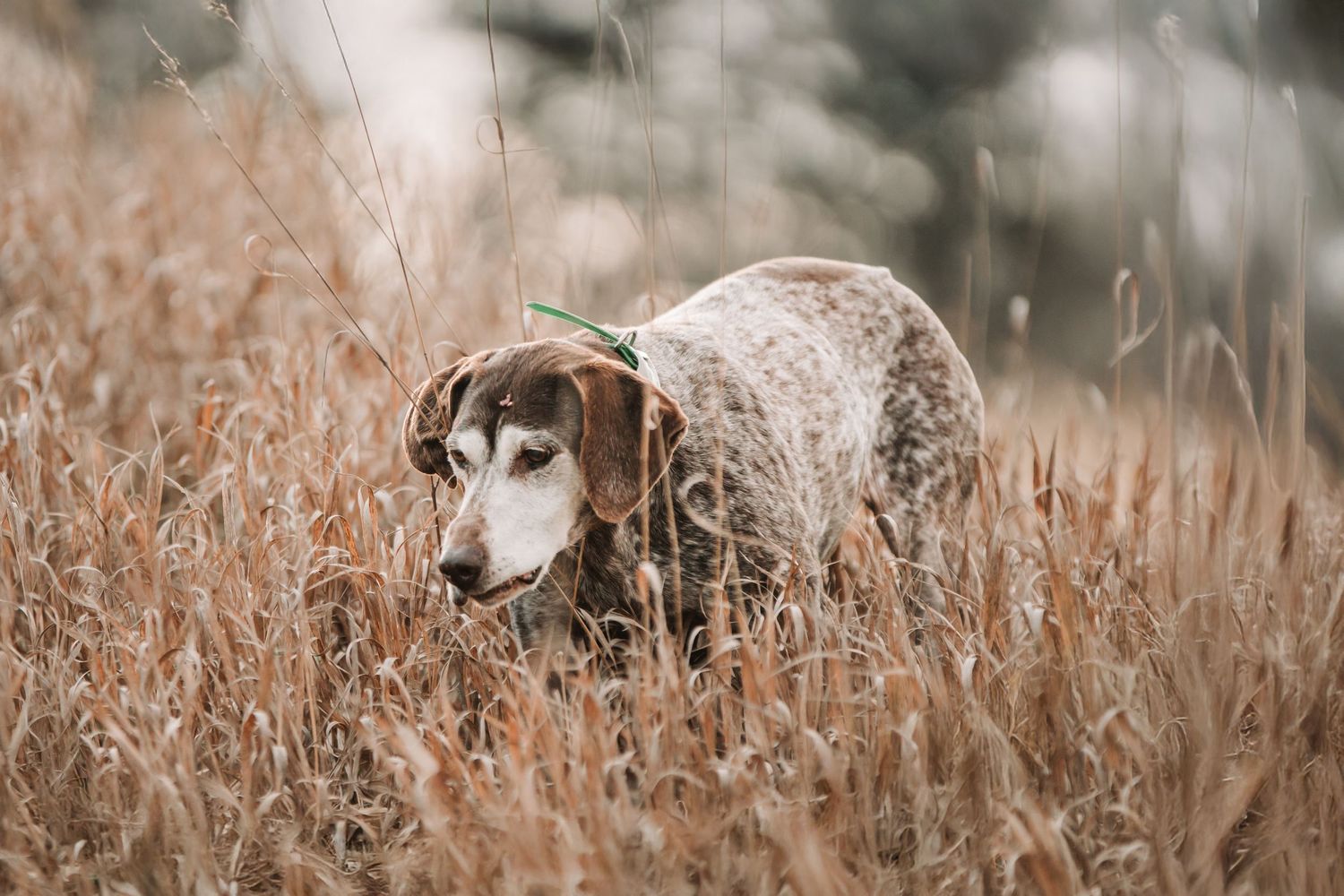 A brown and white spotted dog standing in tall golden grass in an outdoor field.