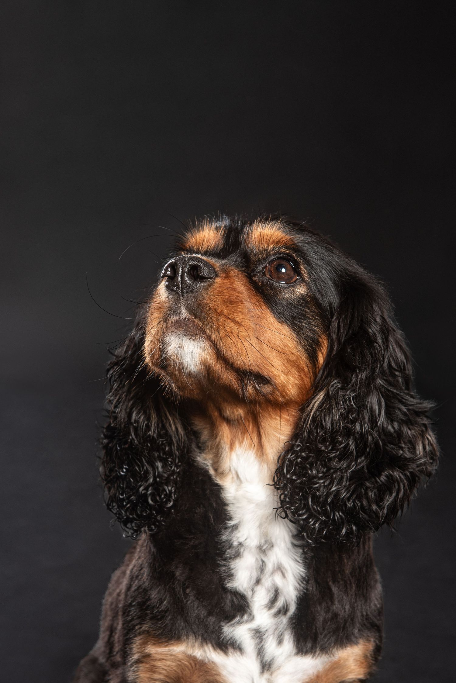Close-up portrait of a Basset Hound dog with long floppy ears and large black nose looking up at camera.