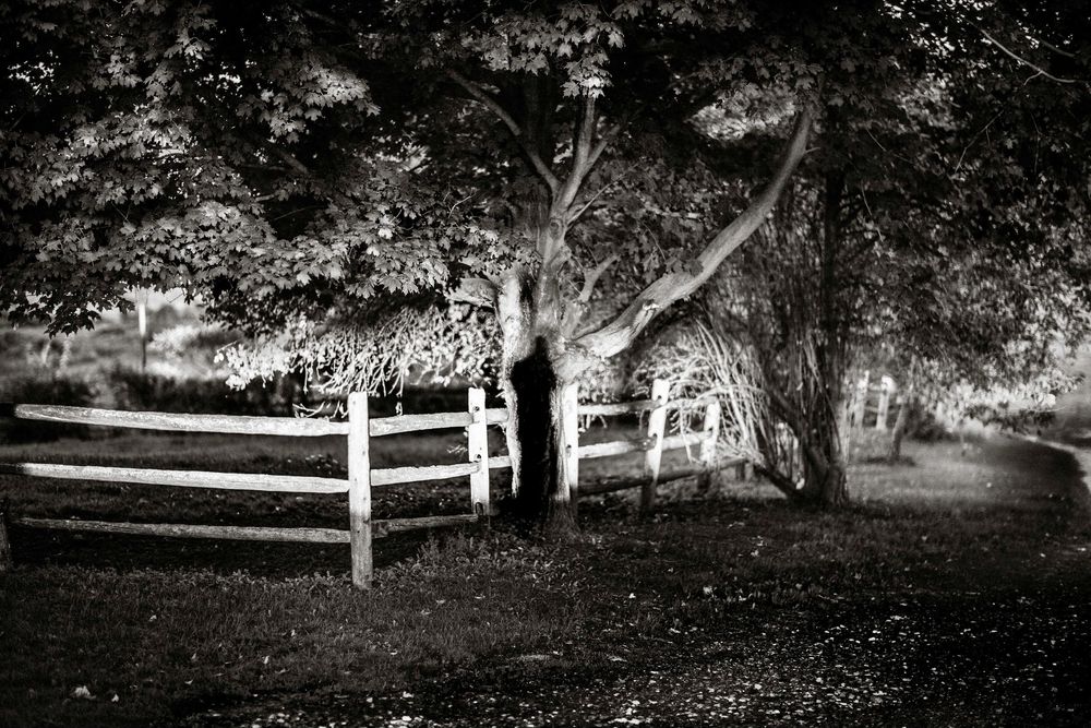 Black and white photo of a white wooden fence beside large trees in a serene park setting at dusk.