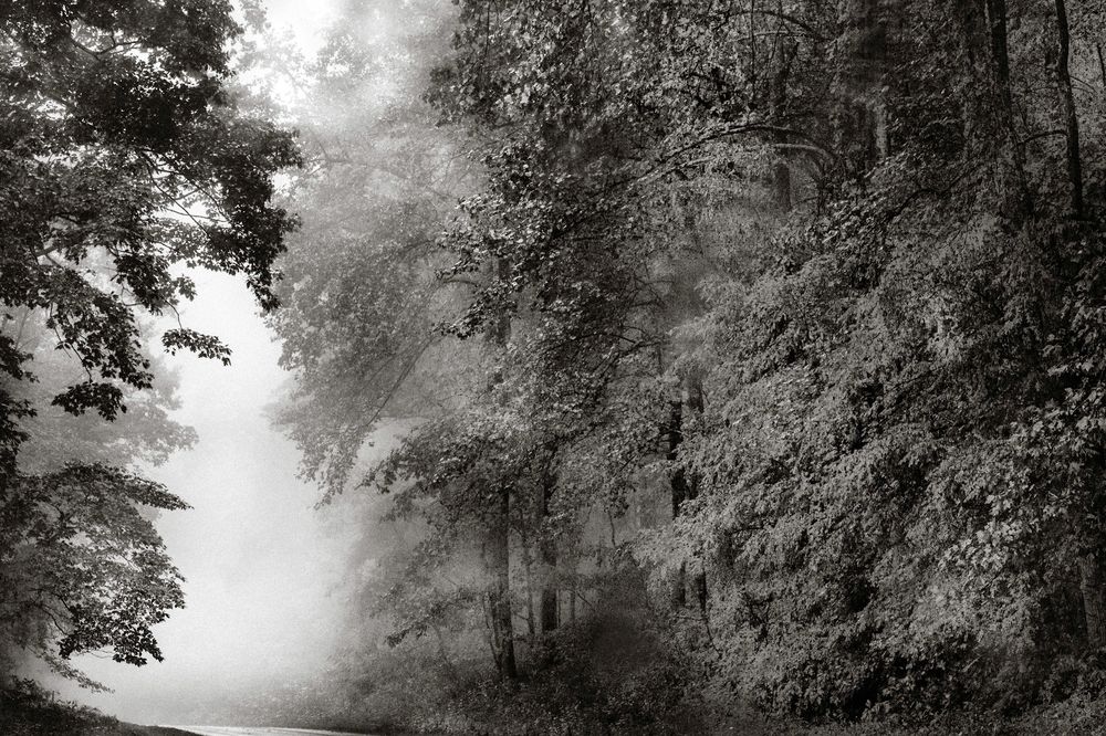 Misty black and white forest path with fog drifting through dense leafy trees creating an ethereal atmosphere.