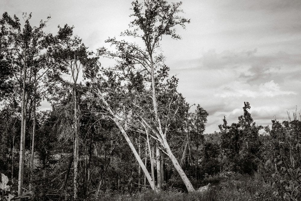 Black and white photo of tall birch trees leaning in a dense forest under a cloudy sky.