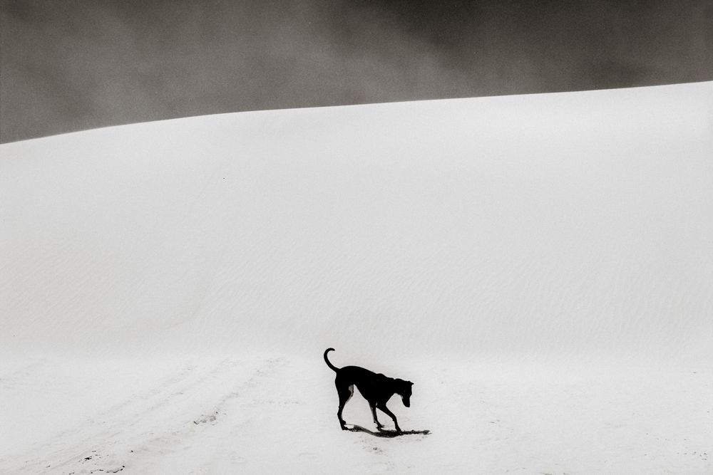 A lone black dog walks across a vast snowy landscape with misty white hills in the background.