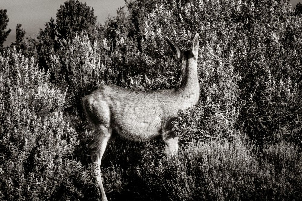 Black and white photo of a guanaco standing among dense shrubs in a natural wilderness landscape.