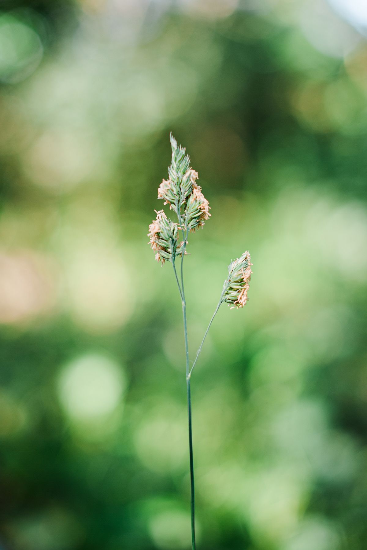 Close-up of cocks-foot seed head in green meadow with soft bokeh background by fine art nature photographer Kathryn Hopkins