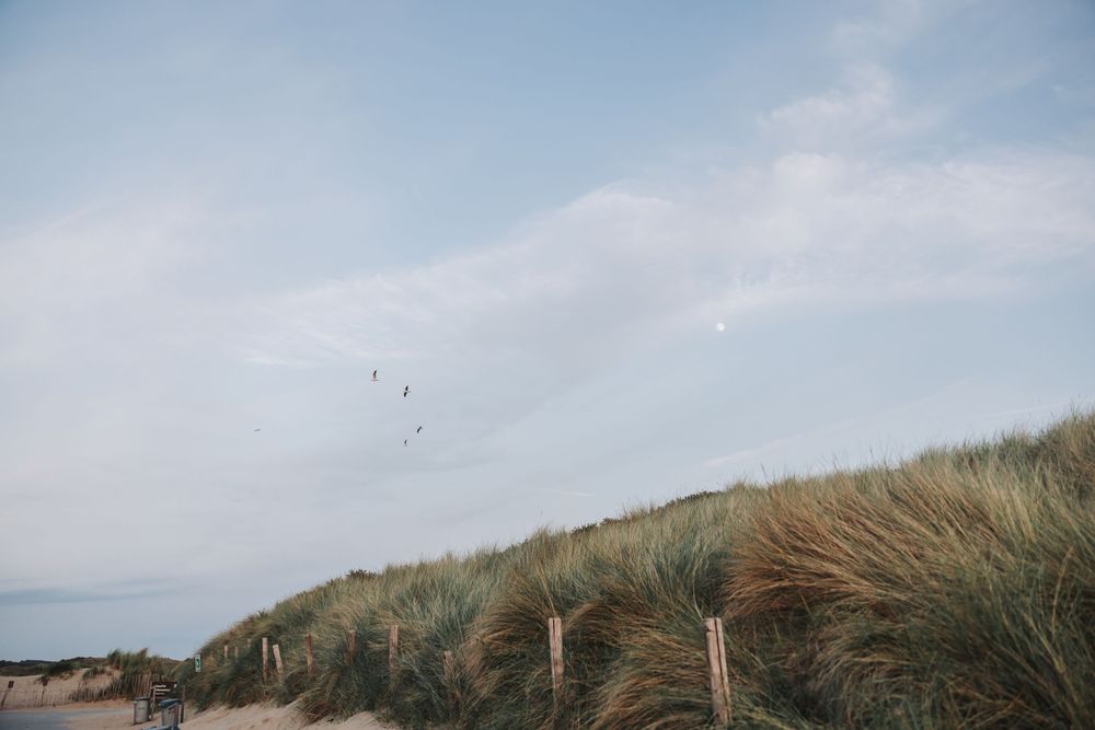 Sandy beach dunes in Bloemendaal covered in tall grass with wooden fence posts and birds flying in a pale blue sky