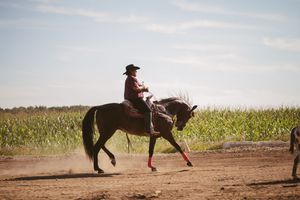 Cowboy in red shirt and black hat riding a dark horse on a dusty trail beside a green cornfield.