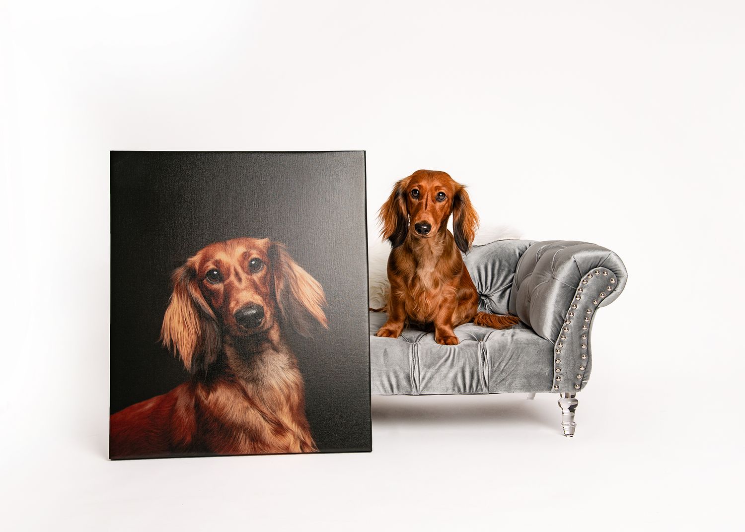 Photographer Red Deer, Alberta. Pet Photographer. Dog Photographer. Canvas Wall Art