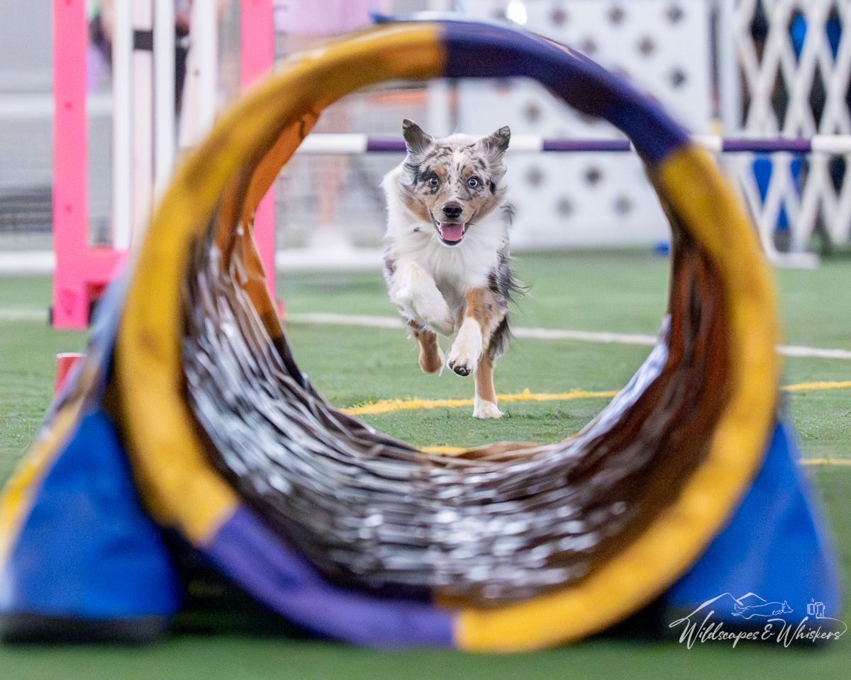 Kinetic Dog DASH UKI trial January 2026