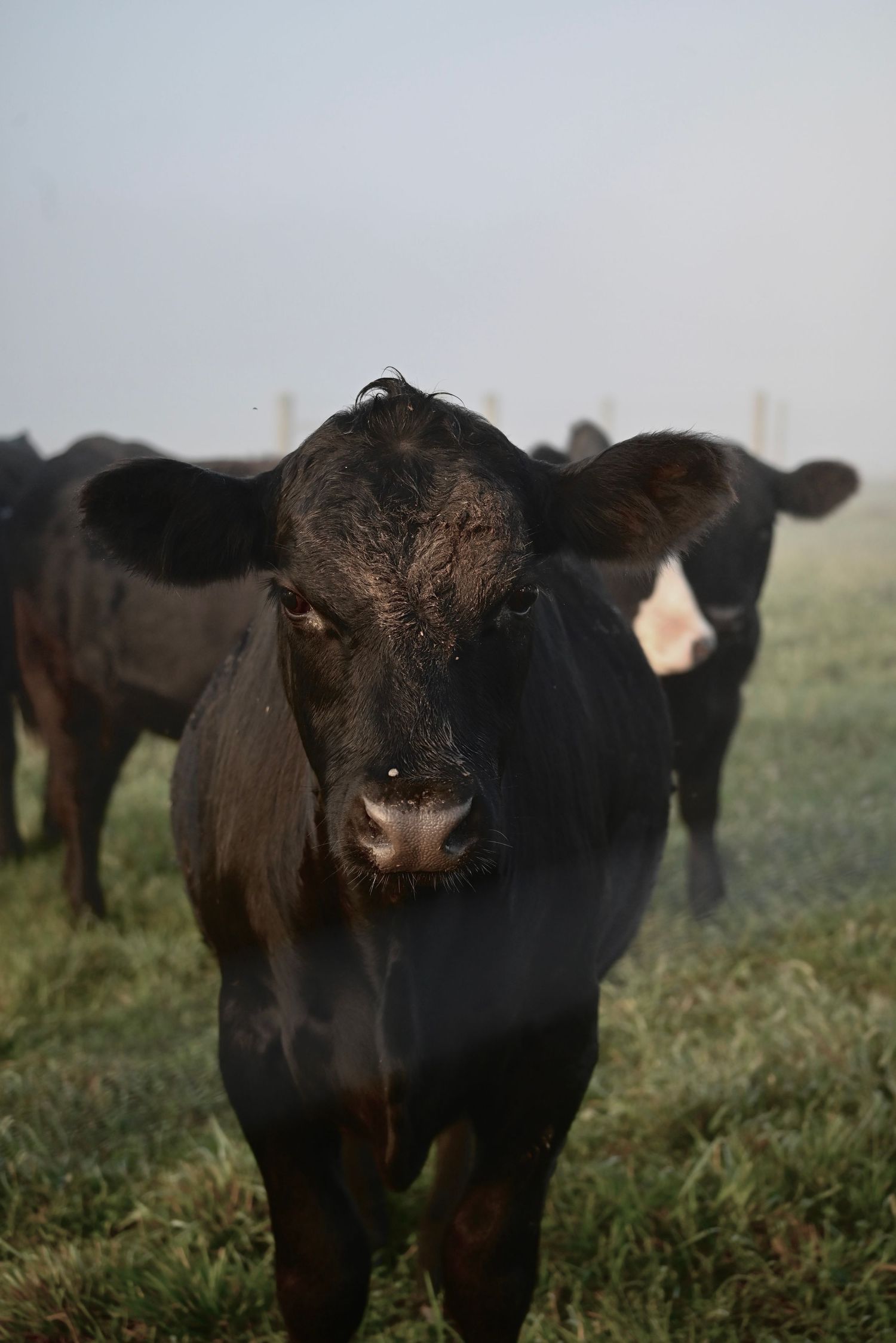 Black angus heifer/cow