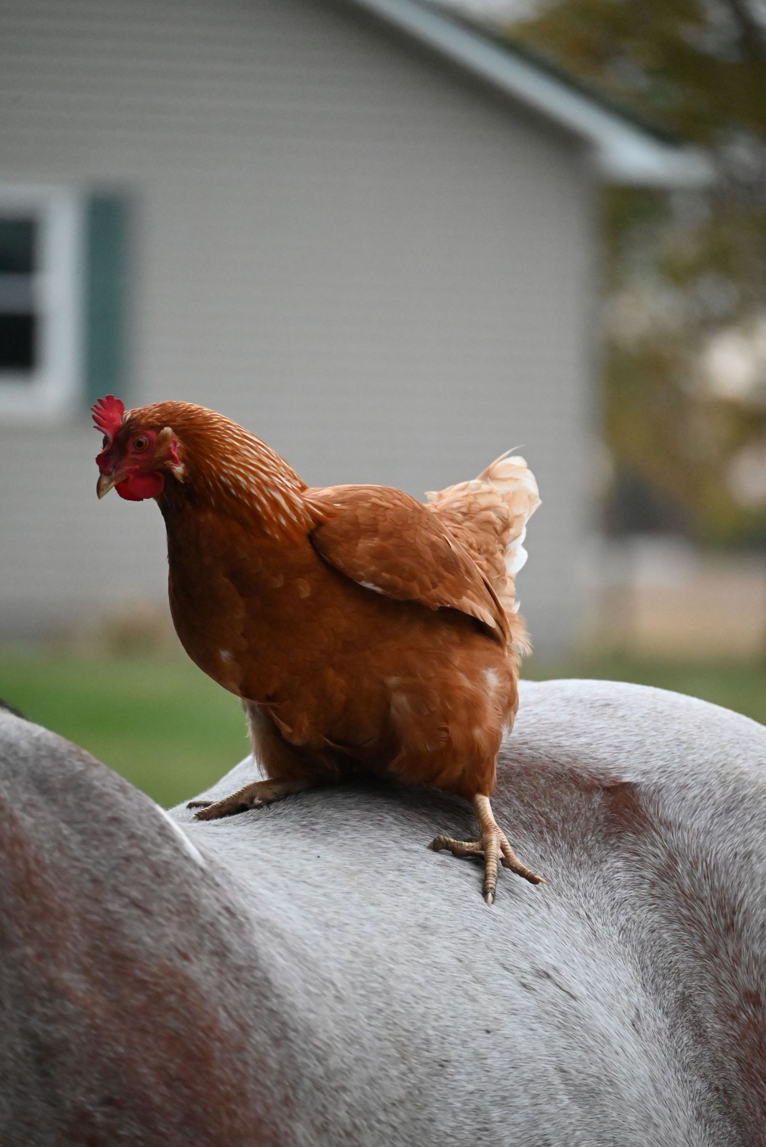 Laying hen chicken sitting on a horse