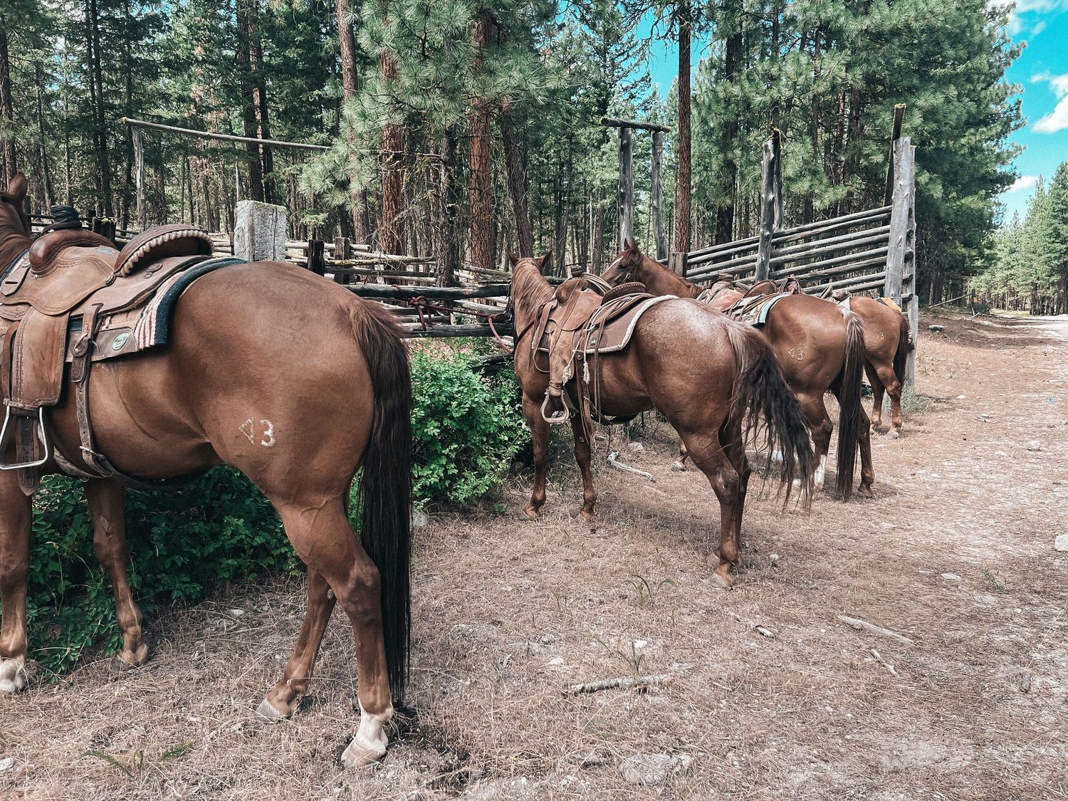 Four ranch horses tied up at a cattle holding pen