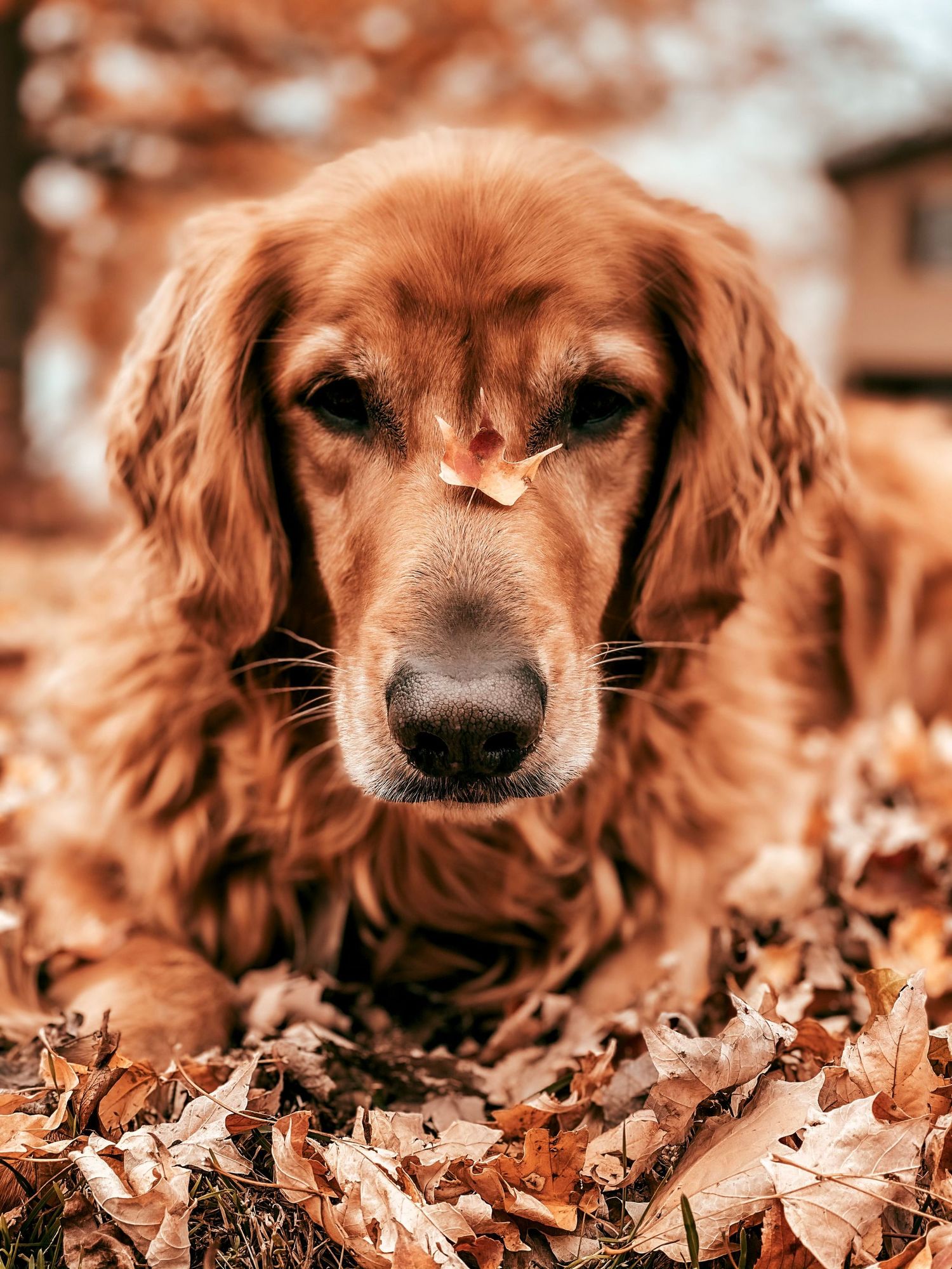 Golden Retriever with leaf during fall