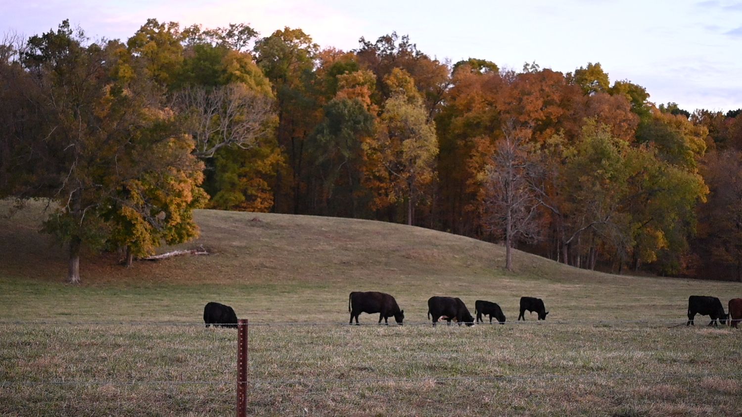 Blavk angus cows grazing in a pasture at sunset during autumn