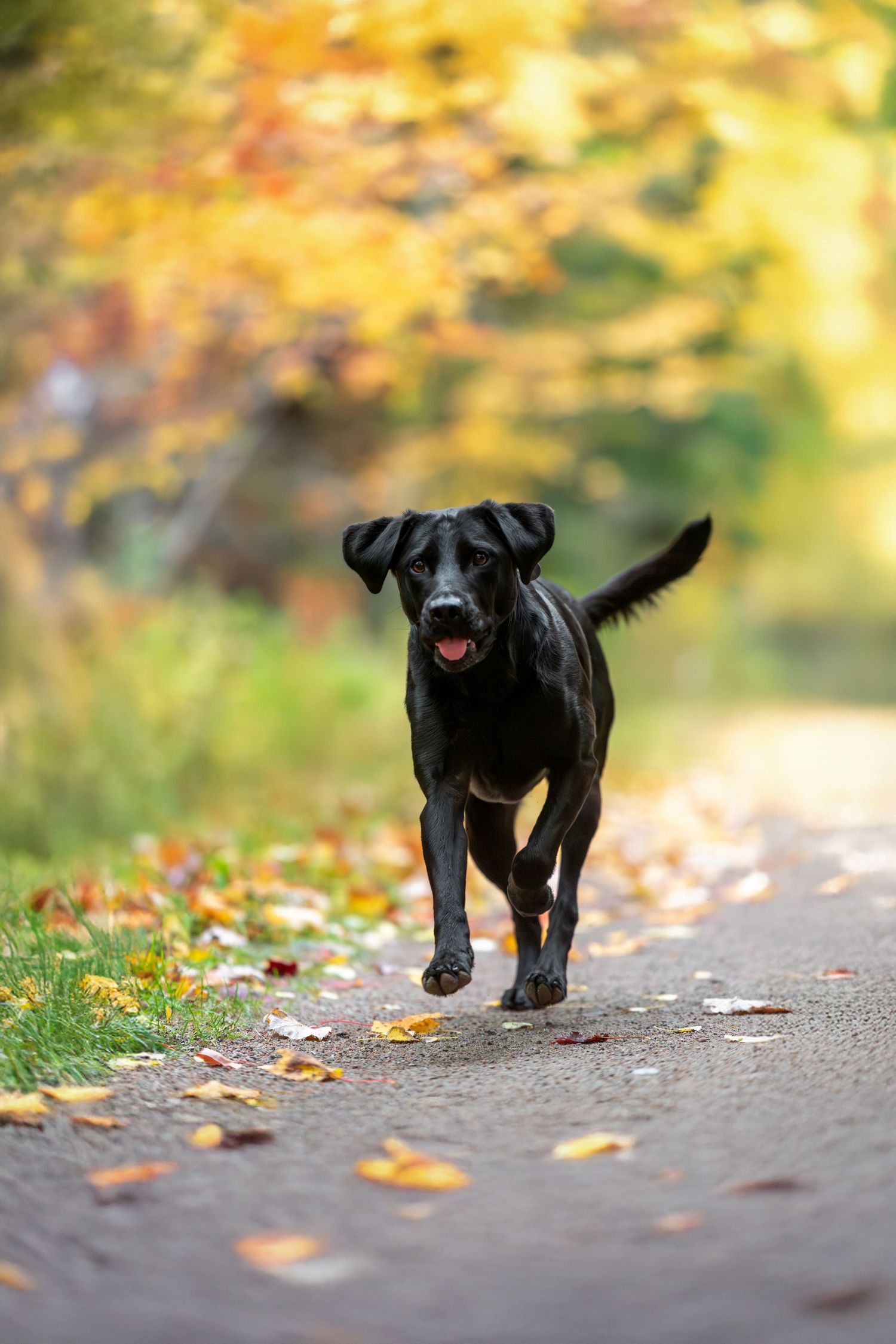 Dog exploring during a relaxed on-location pet photography session in Tampa Bay Florida