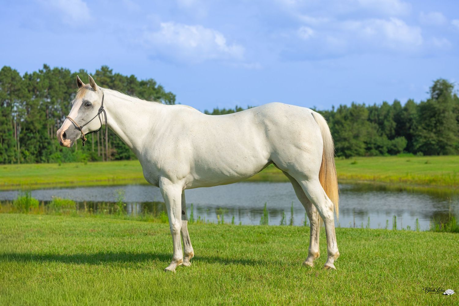 A white horse stands gracefully on lush green grass near a pond with trees in the background on a sunny day.