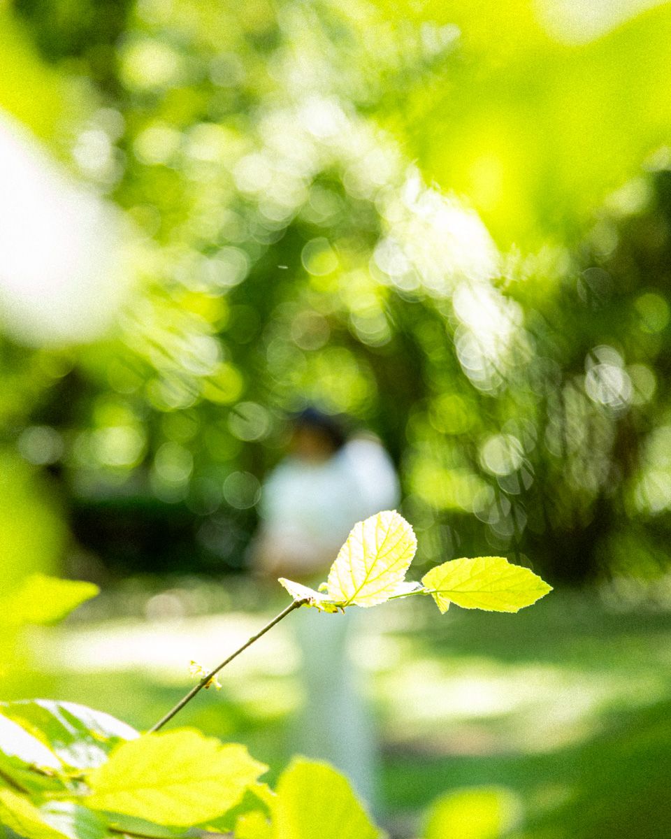 Bright green leaves in sharp focus with a blurred couple standing in a sunlit garden in the background.