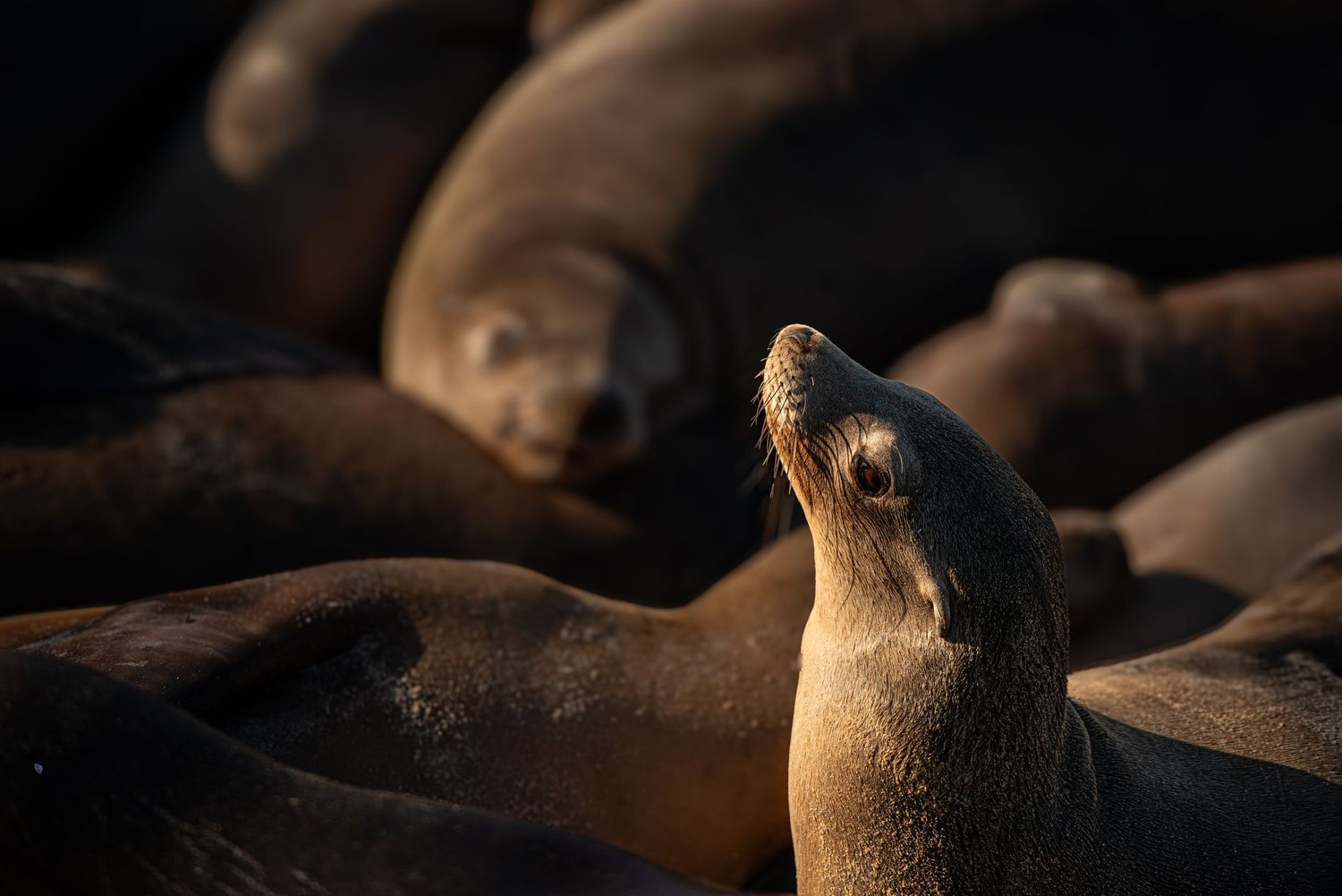 A sea lion raises its head among a group of resting sea lions basking in warm golden light.