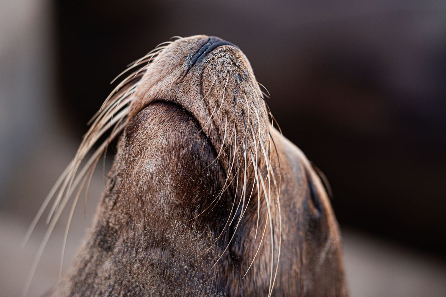 Close-up of a sea lion's nose and long white whiskers against a blurred dark background.