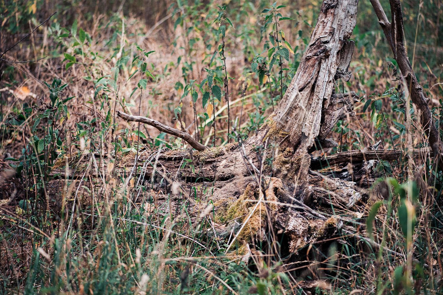 Fallen decaying poplar tree trunk surrounded by wild grass and shrubs in a natural woodland setting.