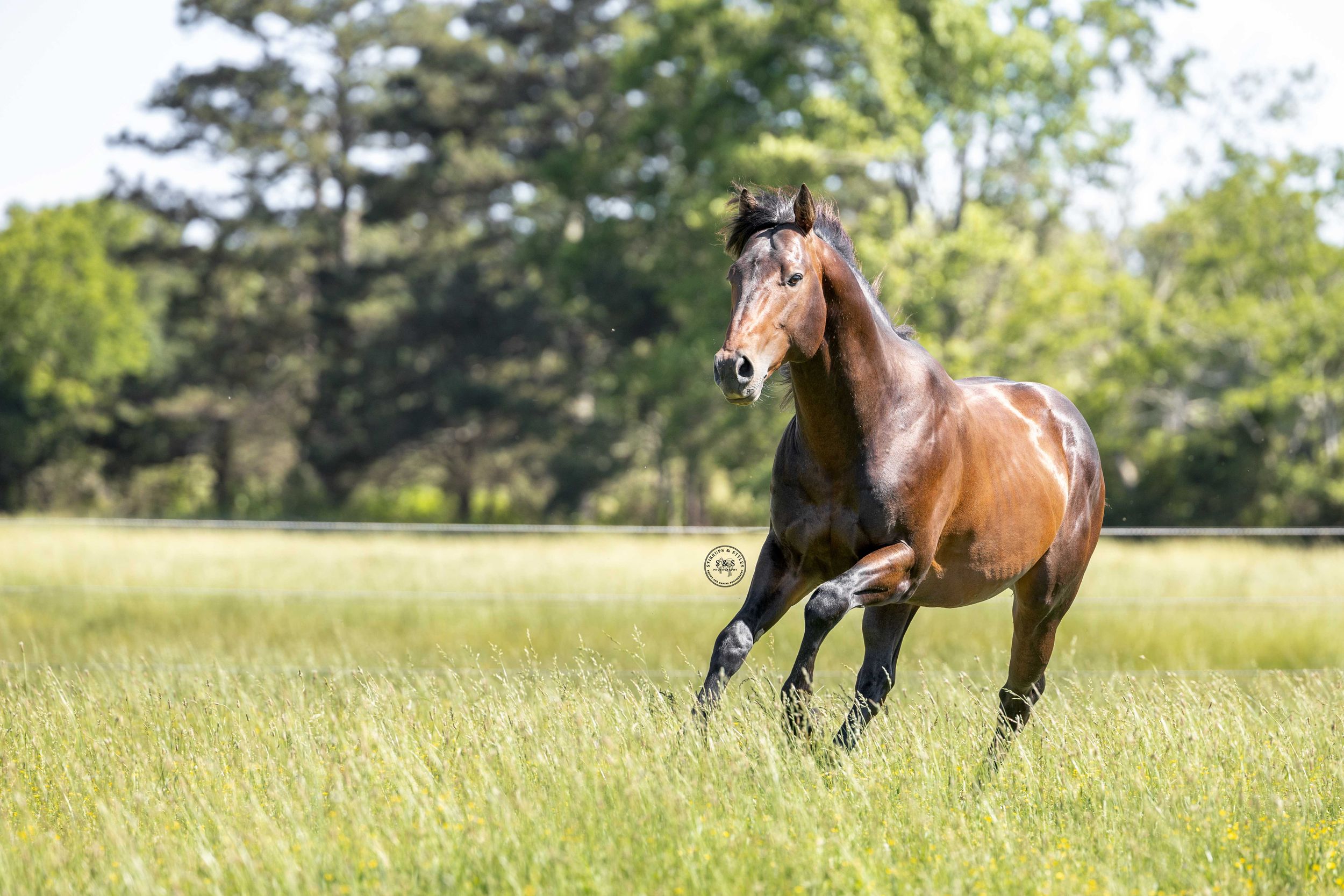 A bay horse gallops freely through a lush green field with trees in the background on a sunny day.
