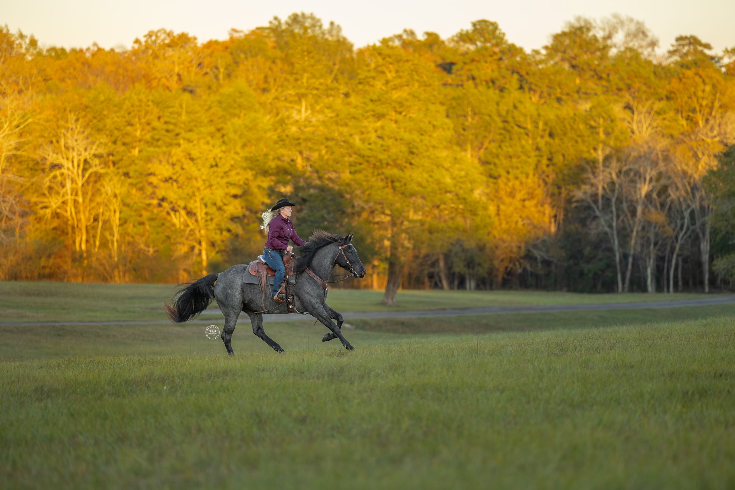 Person riding a gray horse galloping across a green field at golden hour with autumn trees in the background.
