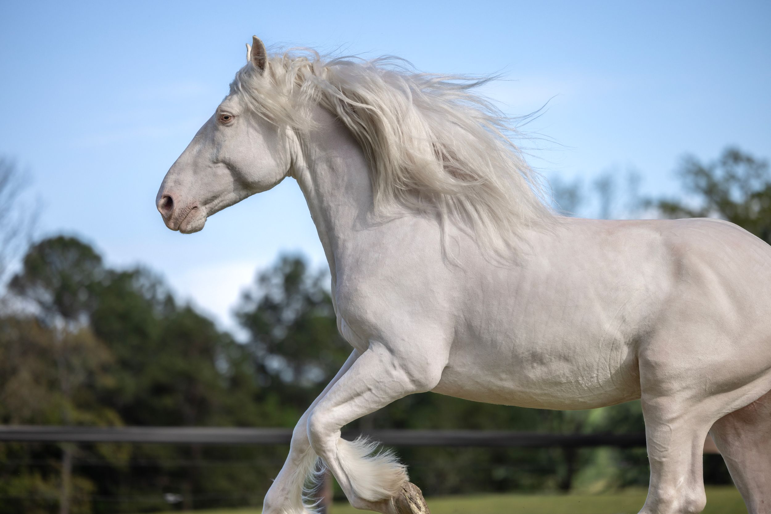 A majestic white horse with flowing mane gallops gracefully in an outdoor paddock against a blue sky.