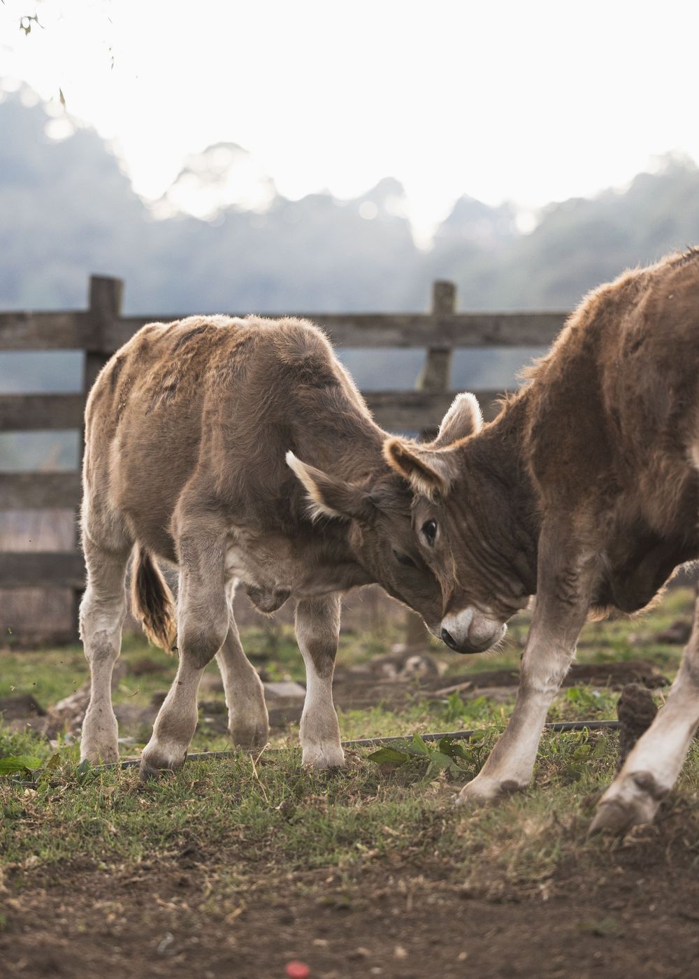 Two young brown calves playfully butting heads in a grassy farm paddock with wooden fence and misty trees behind.