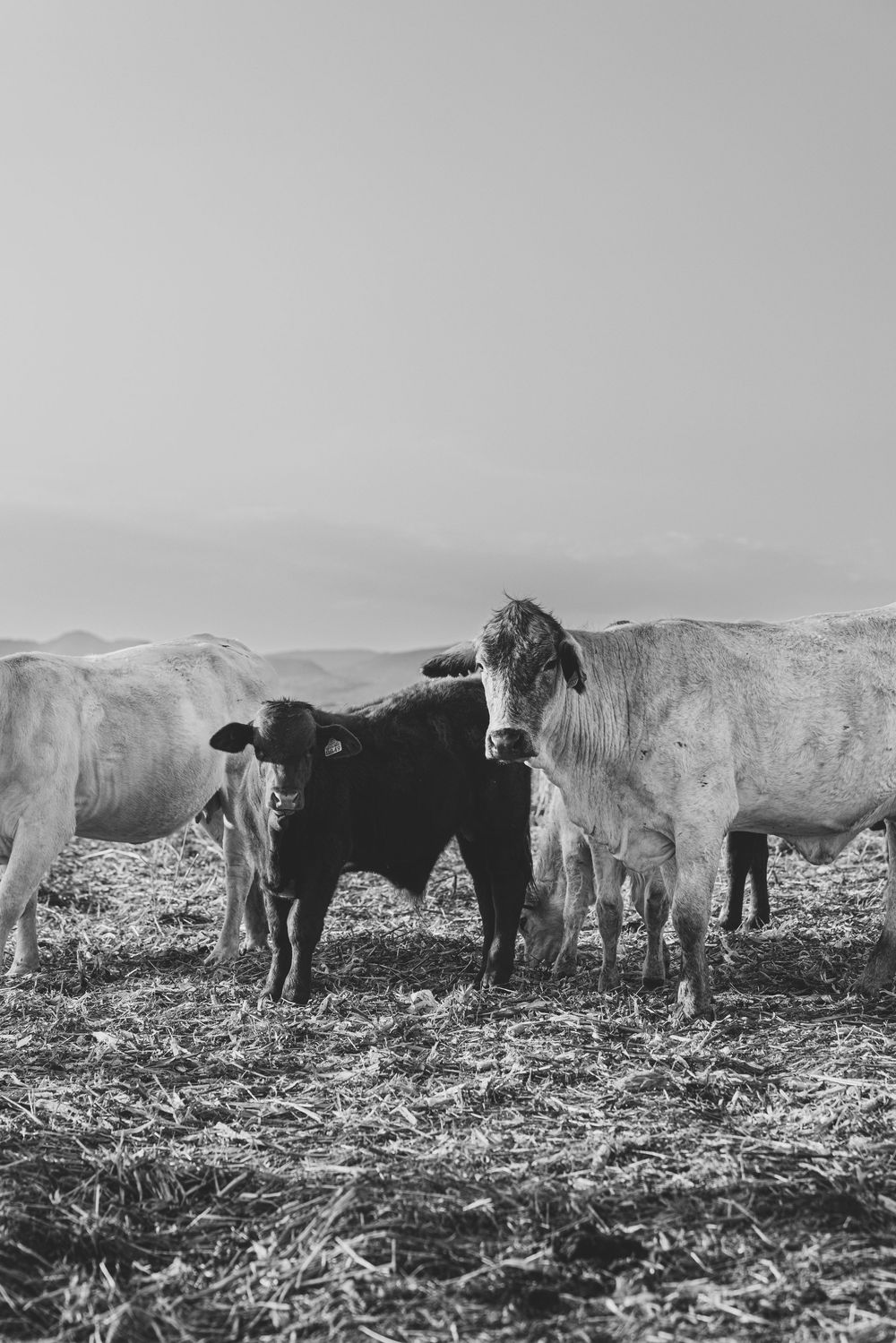 Black and white photo of a herd of cows standing in a dry field, with one black calf among larger white cattle.