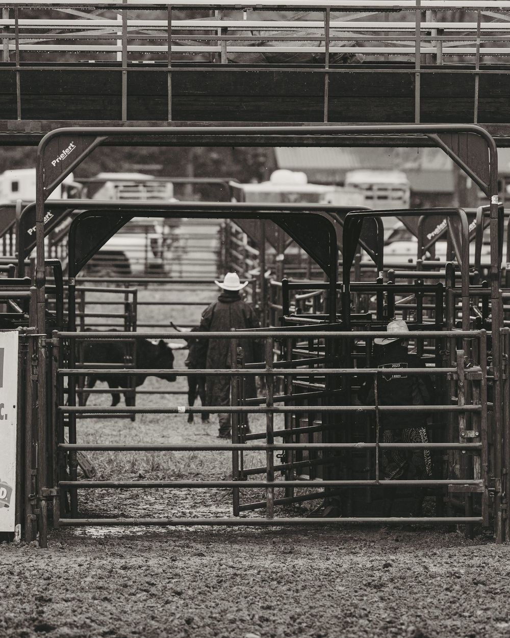Black and white photo of a cowboy herding cattle through metal chute gates at a rodeo arena.