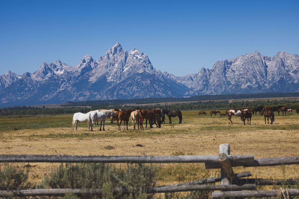 Herd of horses grazing in field with snow-capped Grand Teton mountains in background.