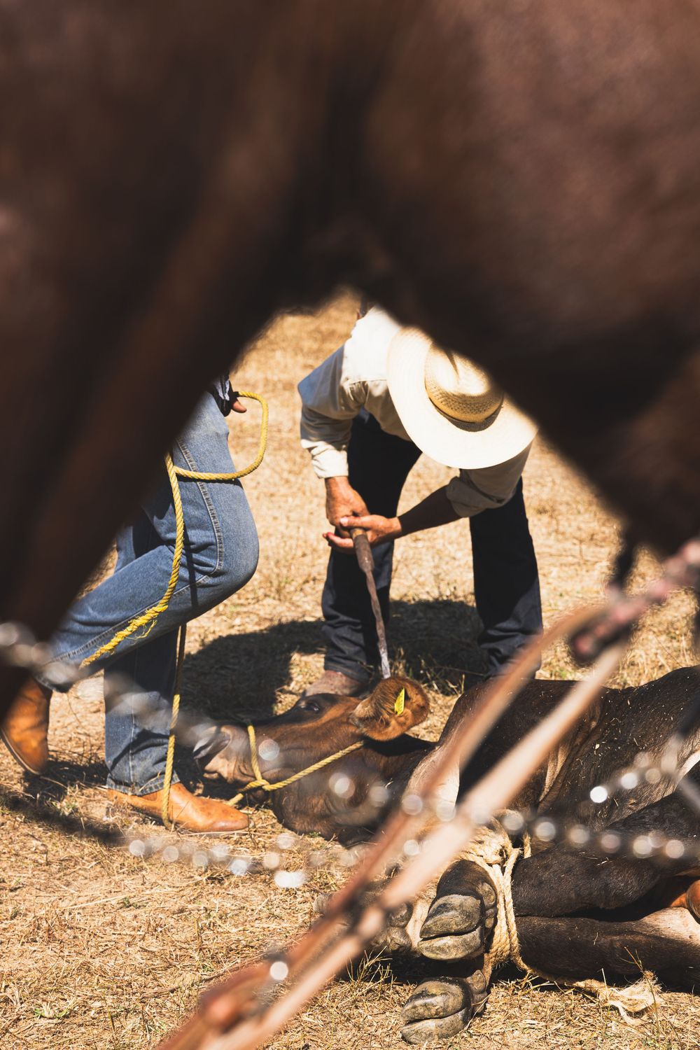 Two cowboys working together on the ground with a calf during a branding session on a sunny ranch.