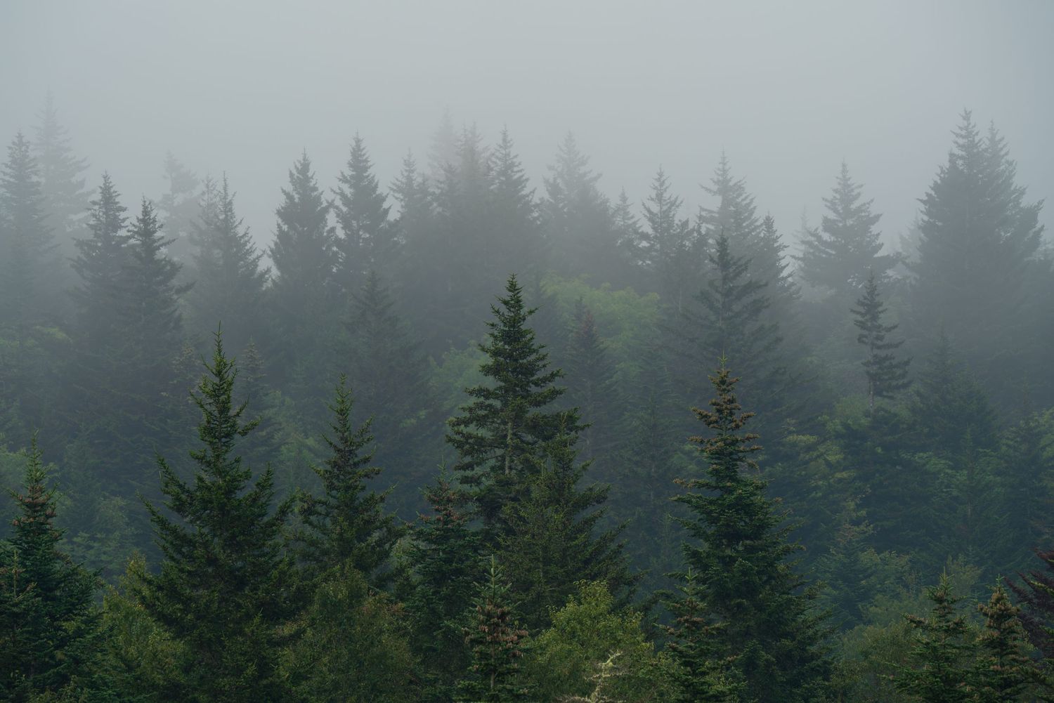 Misty evergreen forest with tall dark green pine trees shrouded in fog on a cloudy day.