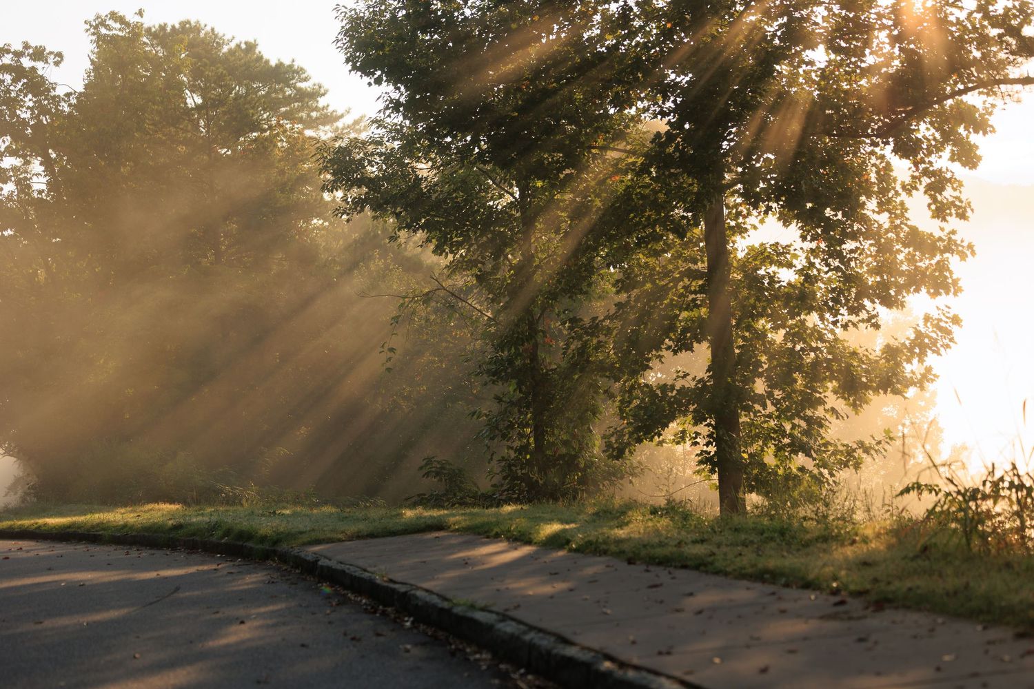 Sunbeams filtering through misty trees along a quiet curved road at golden hour.