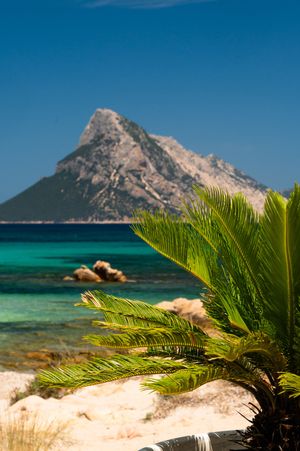 Tropical palm tree on a sandy beach with turquoise water and a rocky mountain peak under a clear blue sky.