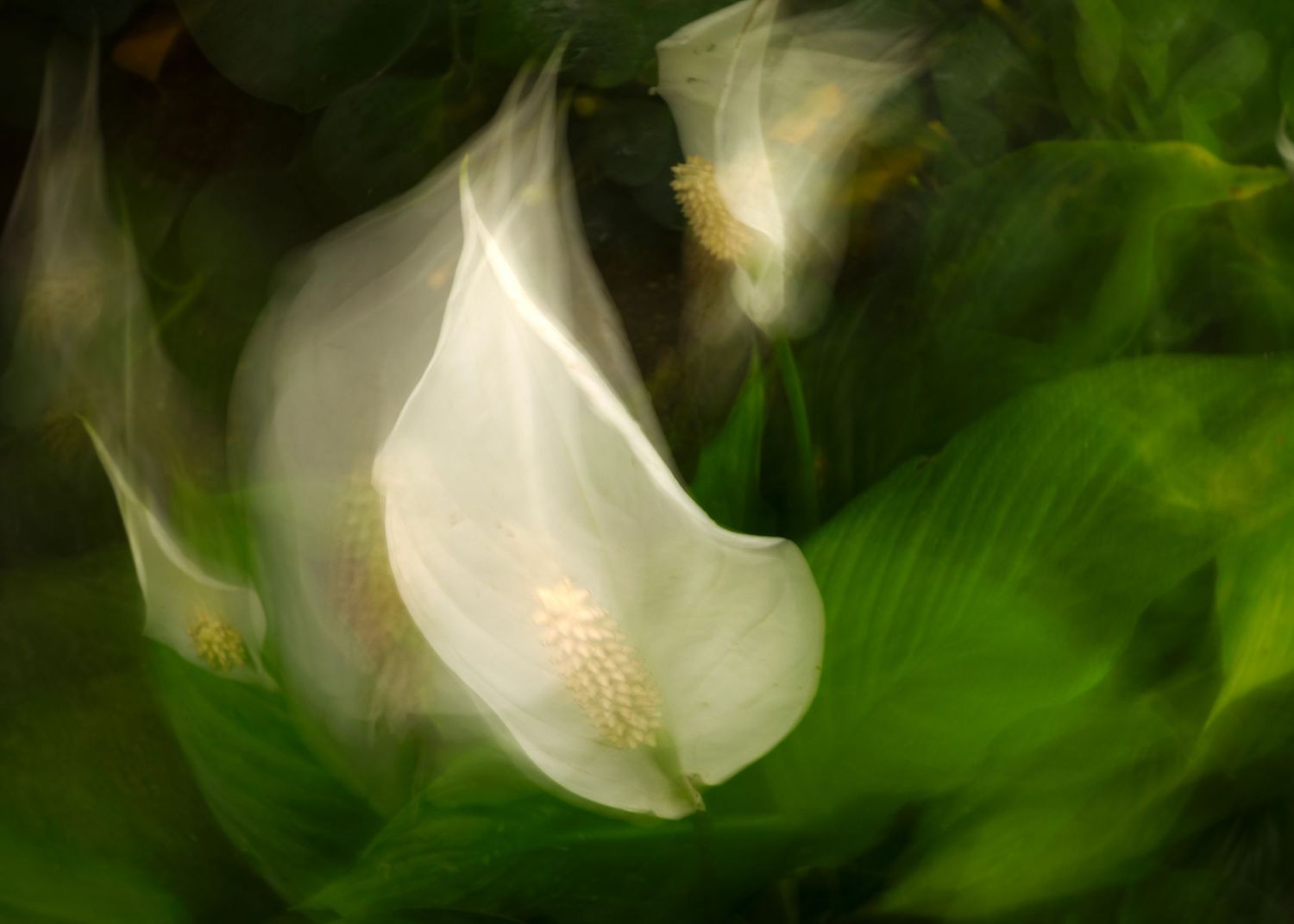 Soft focus white peace lily flowers with golden spadix blooms surrounded by lush green leaves in artistic motion blur.