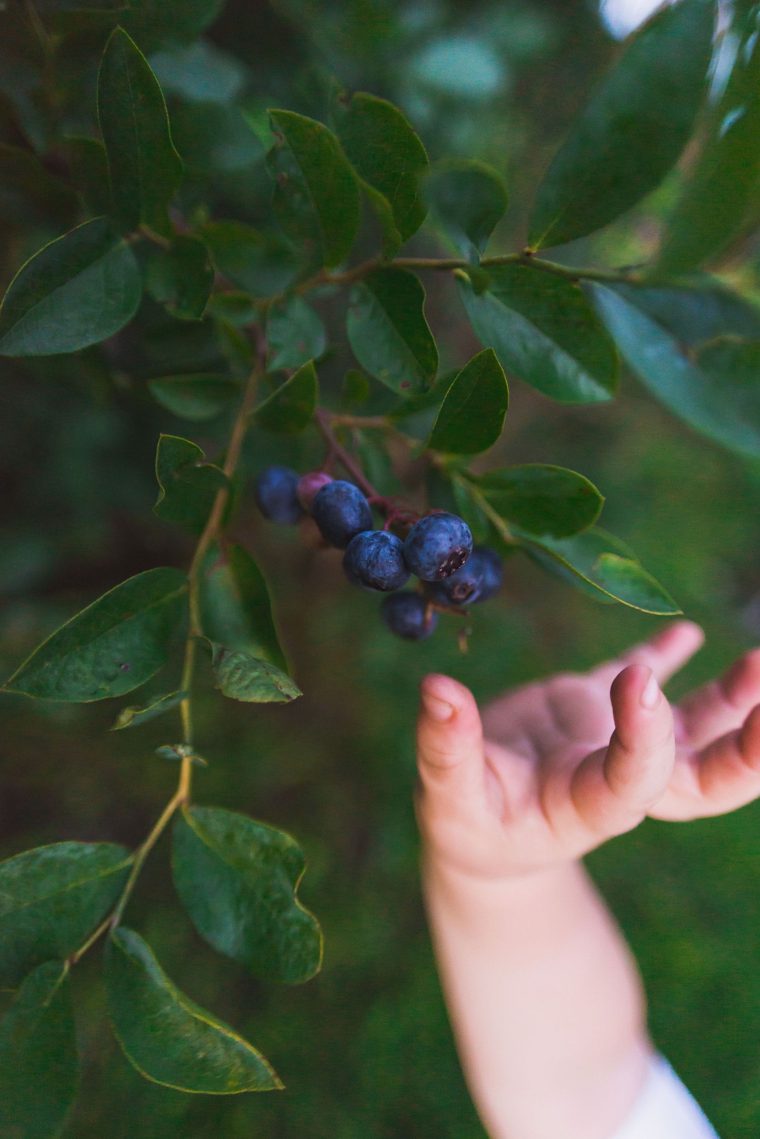 hand of young child reaching for blueberries