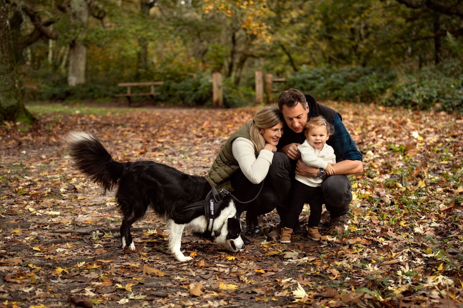 Family with toddler and border collie dog enjoying autumn walk in woodland park with golden fallen leaves.
