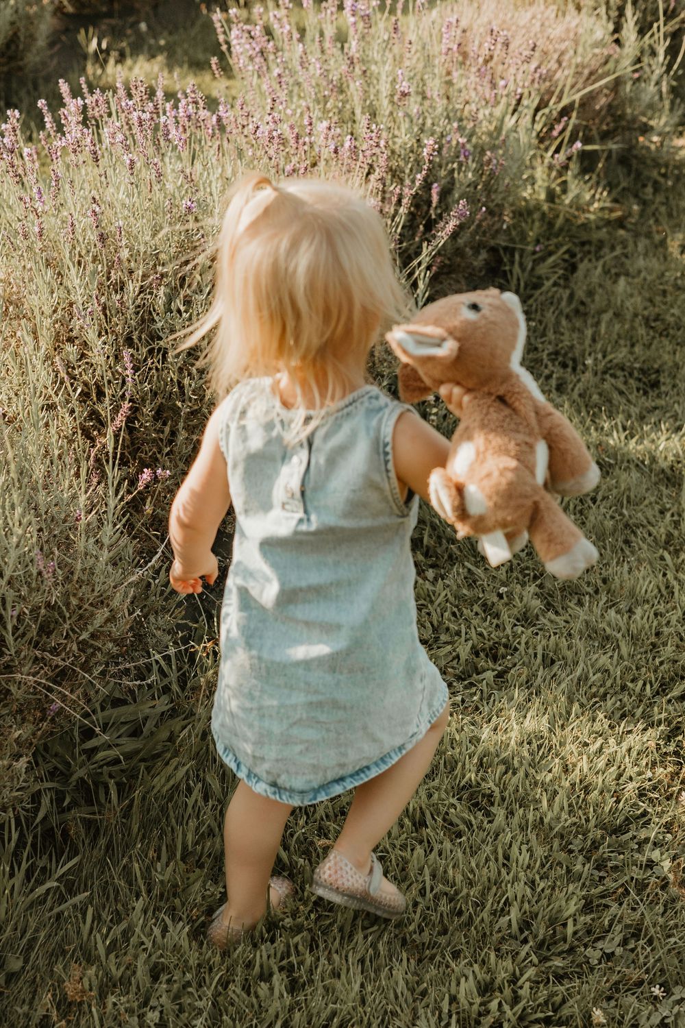 little girl lavender field