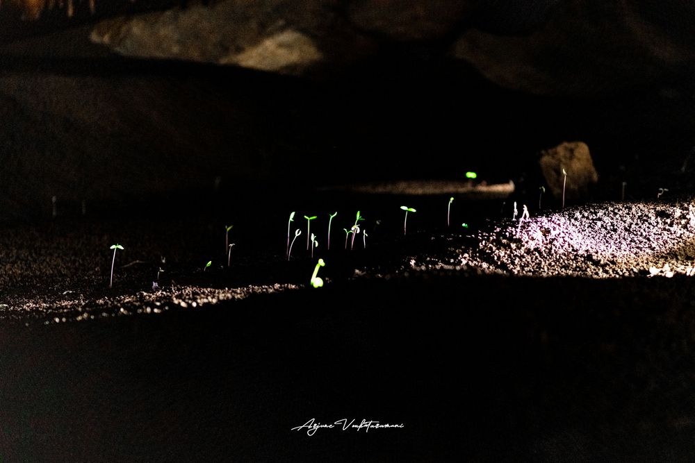 Glowing green plants illuminate a dark rocky landscape at night with soft purple light accents.