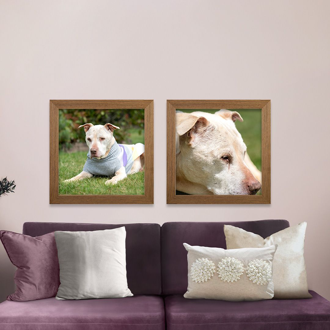 Framed wall art of senior dog in field