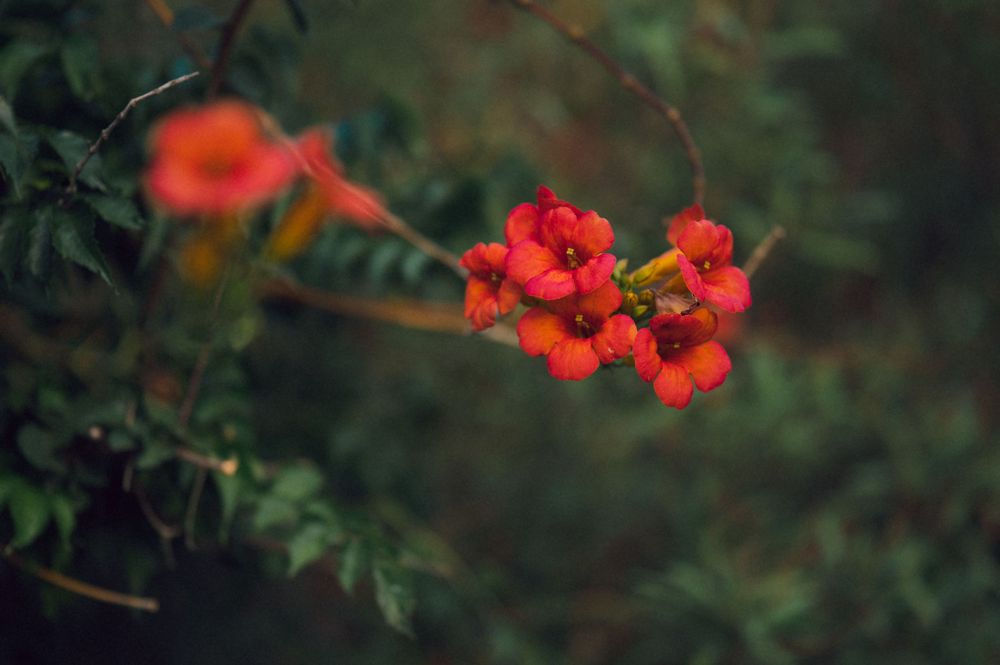 Vibrant red berries and flowers cluster on a branch against a lush green bokeh background.