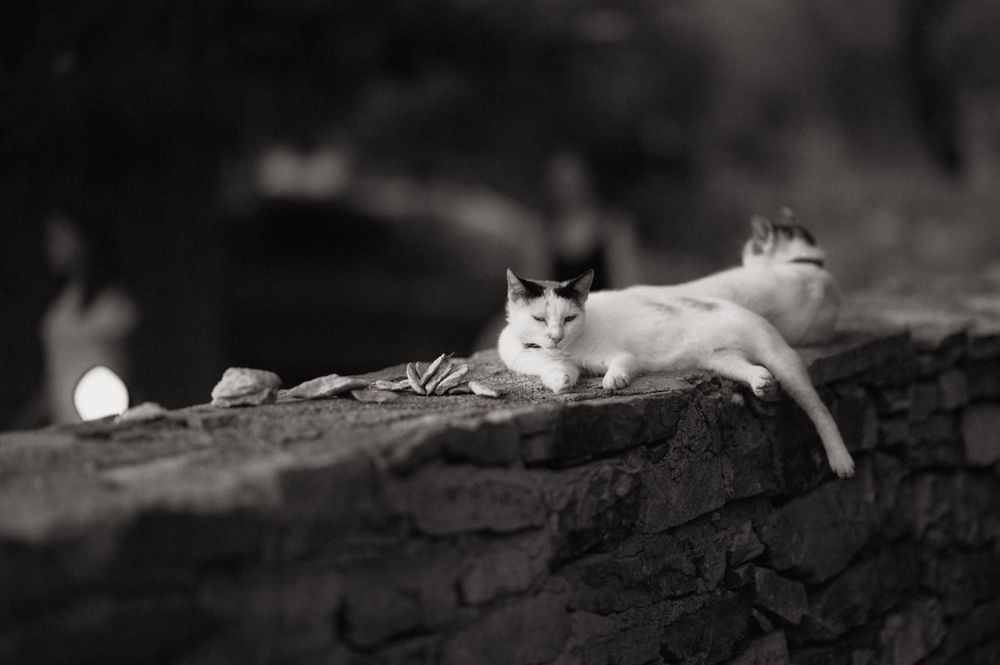 Black and white photo of a white cat with dark markings resting on a stone wall outdoors.