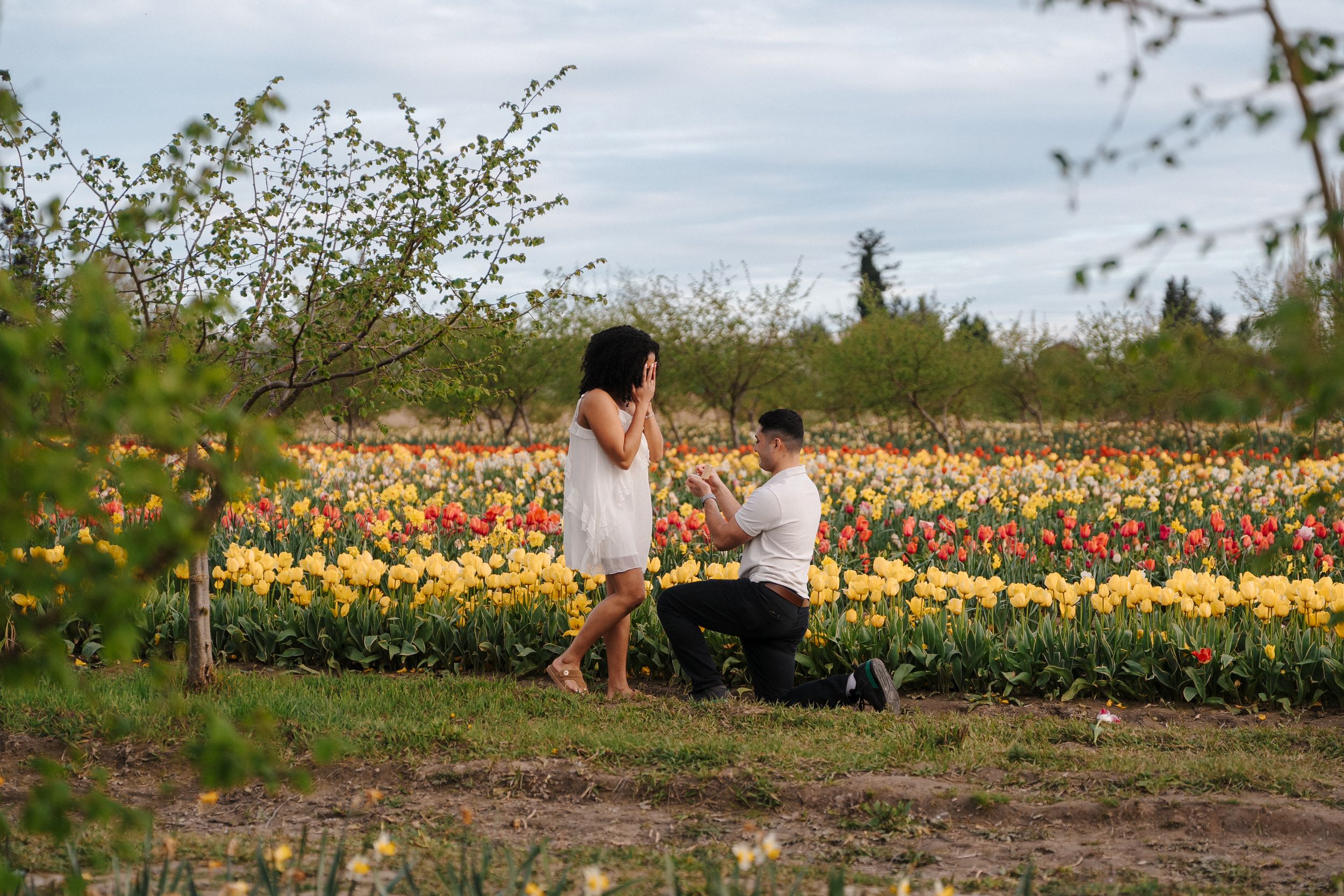 Man proposes to woman in colorful tulip field with yellow and red flowers blooming in scenic outdoor garden.