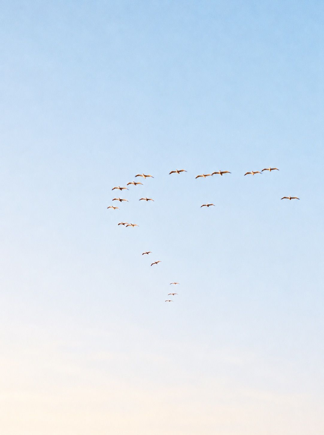 A flock of birds flying in a loose V formation across a soft pale blue sky fading to warm peach tones near the horizon.