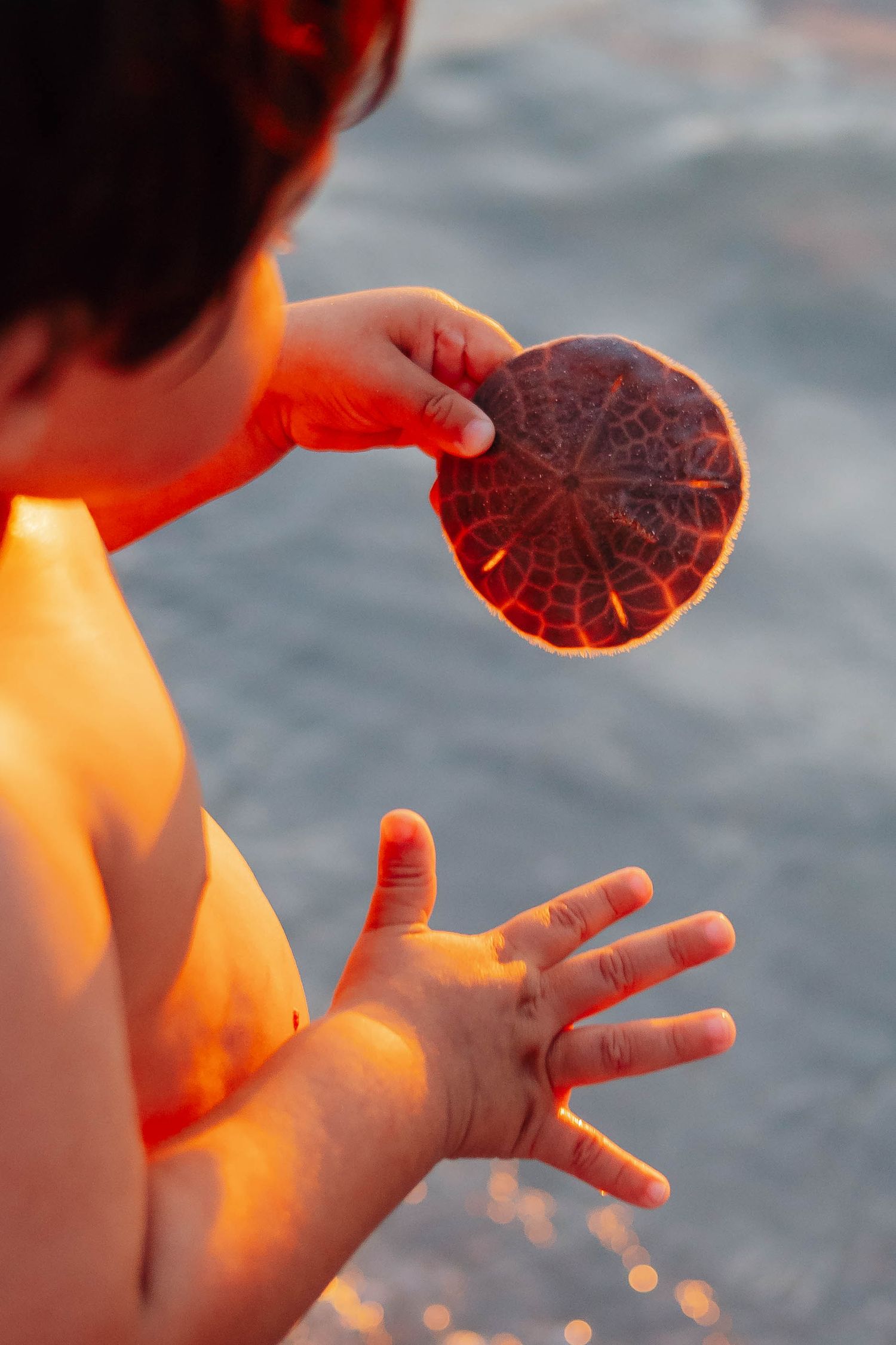 Shirtless toddler holds a reddish-brown sand dollar shell at the water's edge, bathed in warm golden sunset light.